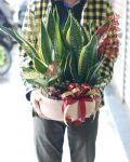 虎尾蘭桌上組合盆栽Elegant Snake Plant